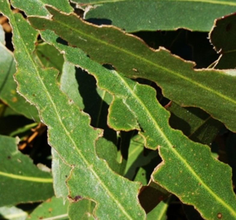 Gorgojo del Eucalipto - Imagen 1