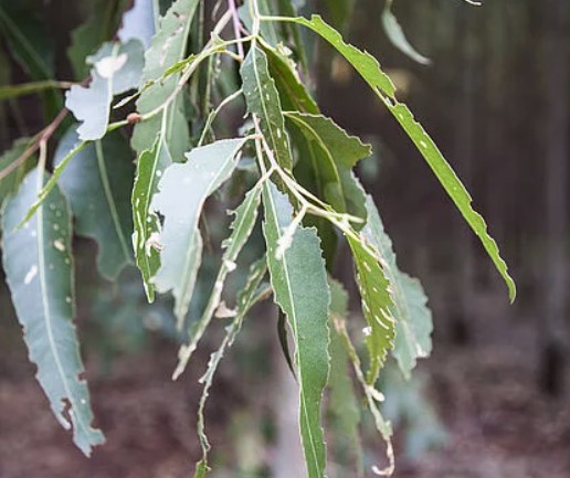 Gorgojo del Eucalipto - Imagen 2