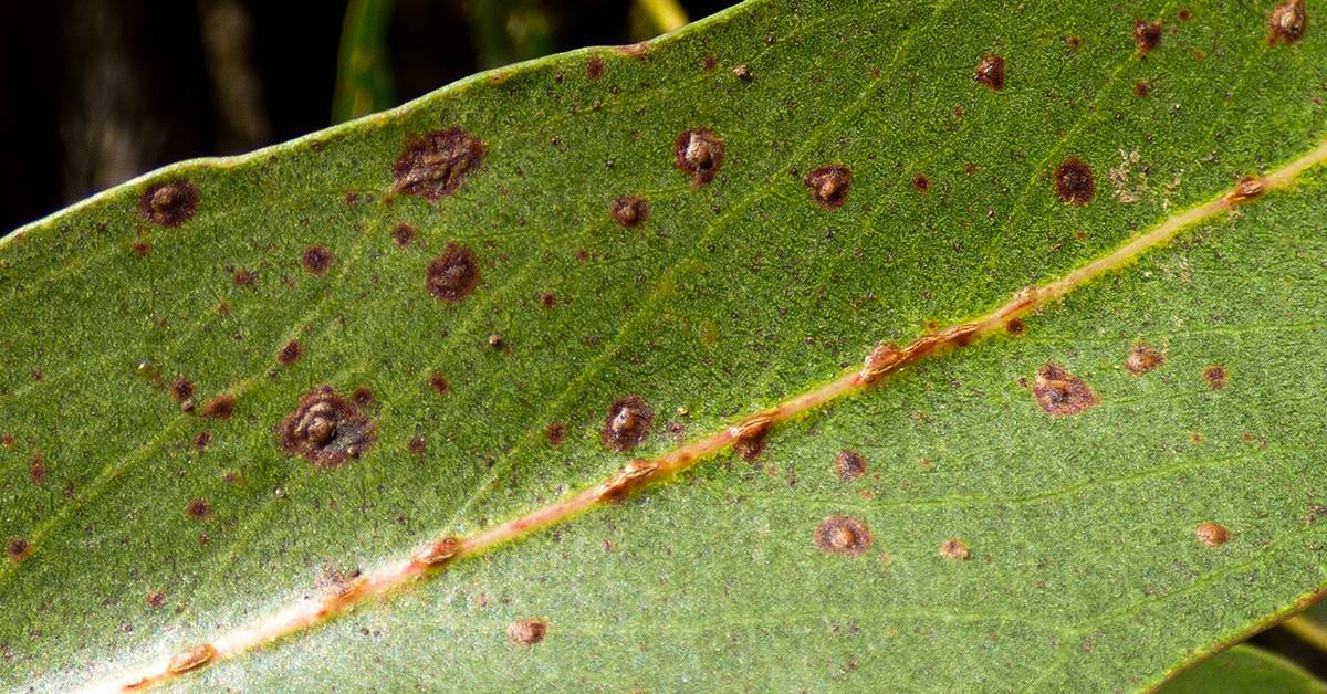 Phytophthora - Imagen 1