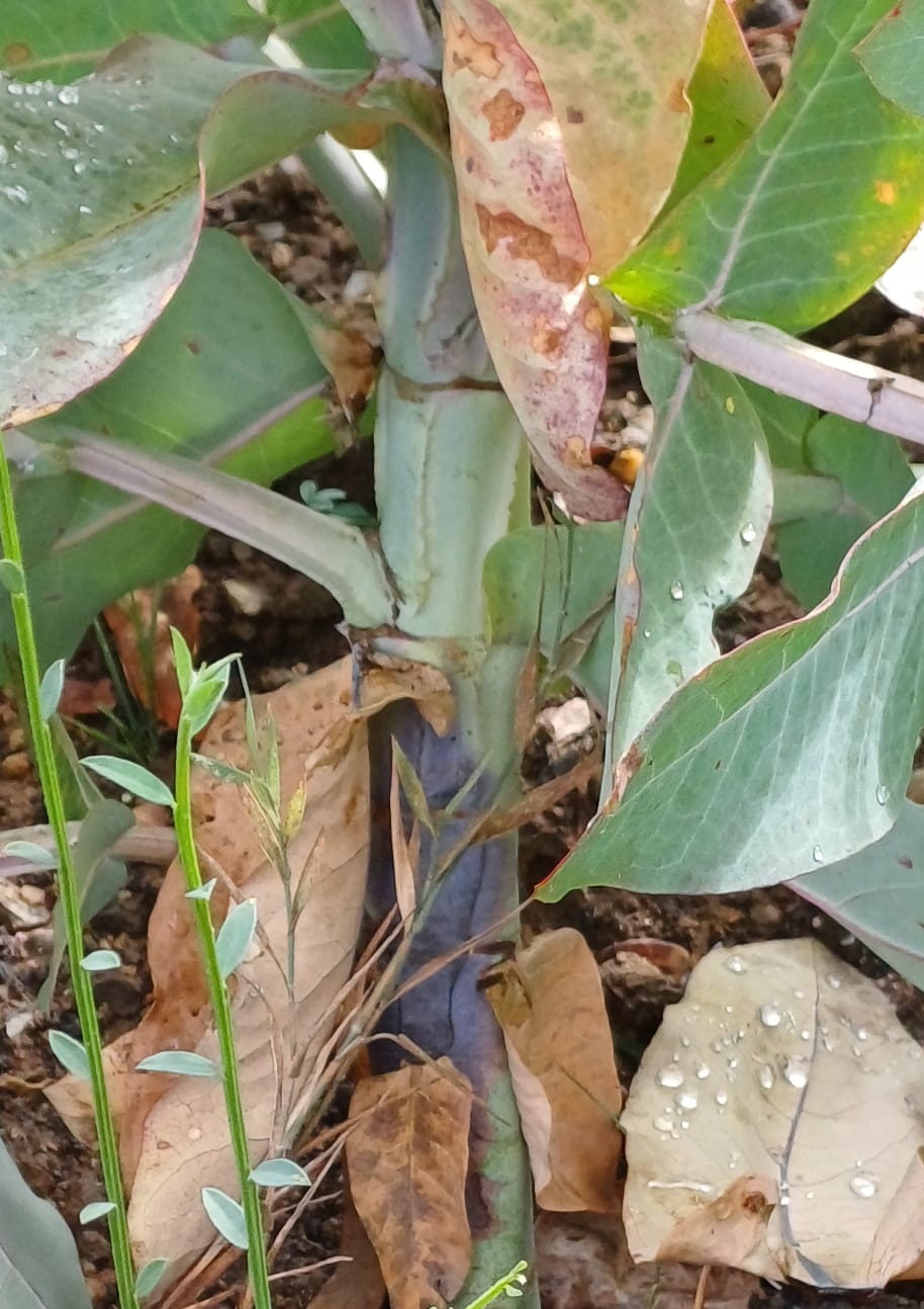 Phytophthora - Imagen 2