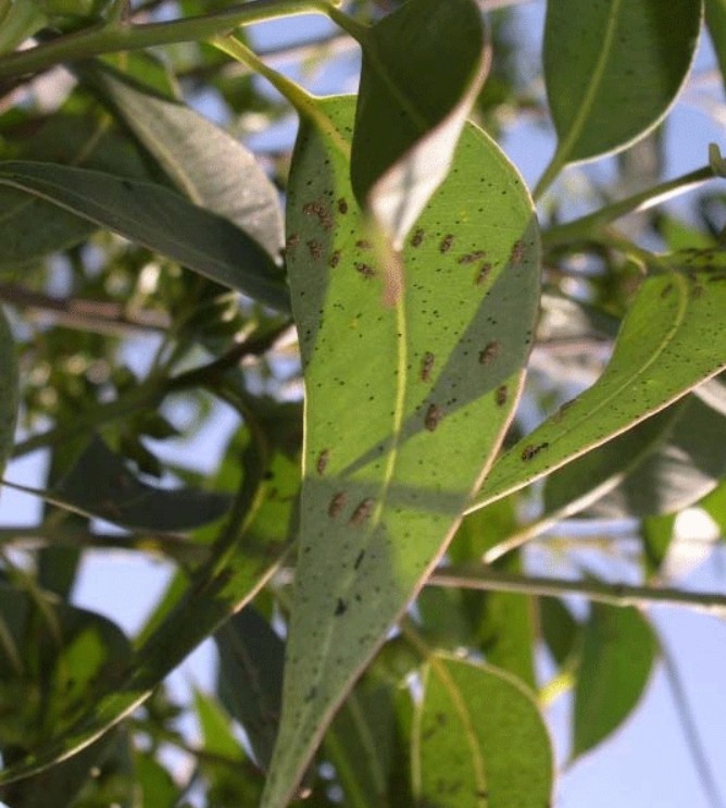 Chinche del Eucalipto - Imagen 2